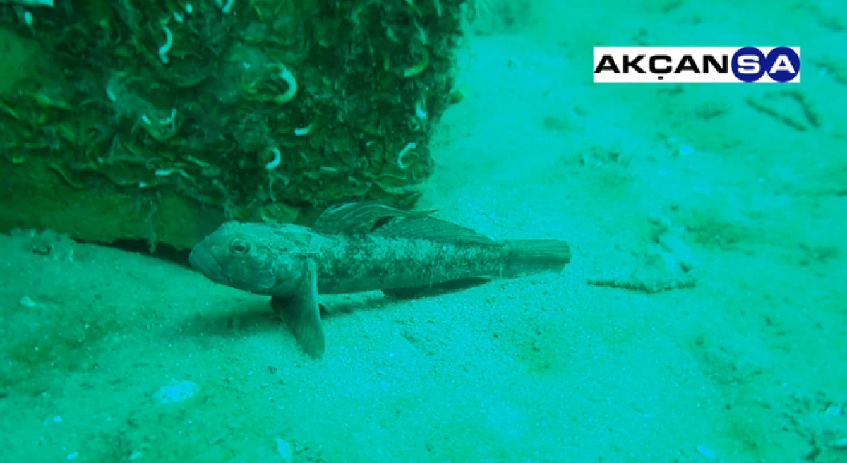 Akçansa hayata geçirmişti: Yapay Resiflerde tür çeşitliliği yüzde 21 arttı, 40 deniz canlısı yaşam buldu