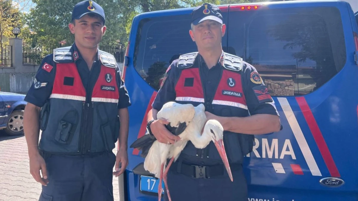 Bayramiç’te yaralı leylek kurtarıldı