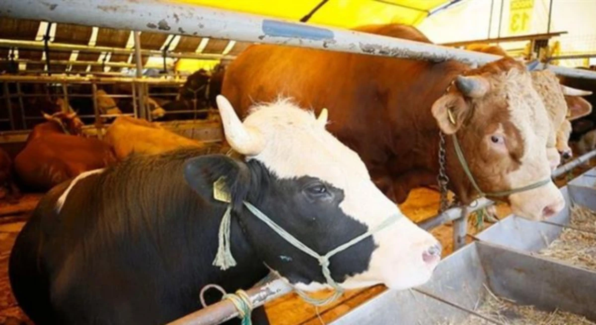 Biga&rsquo;da şap hastalığı alarmı: 21 k&ouml;y karantinaya alındı!