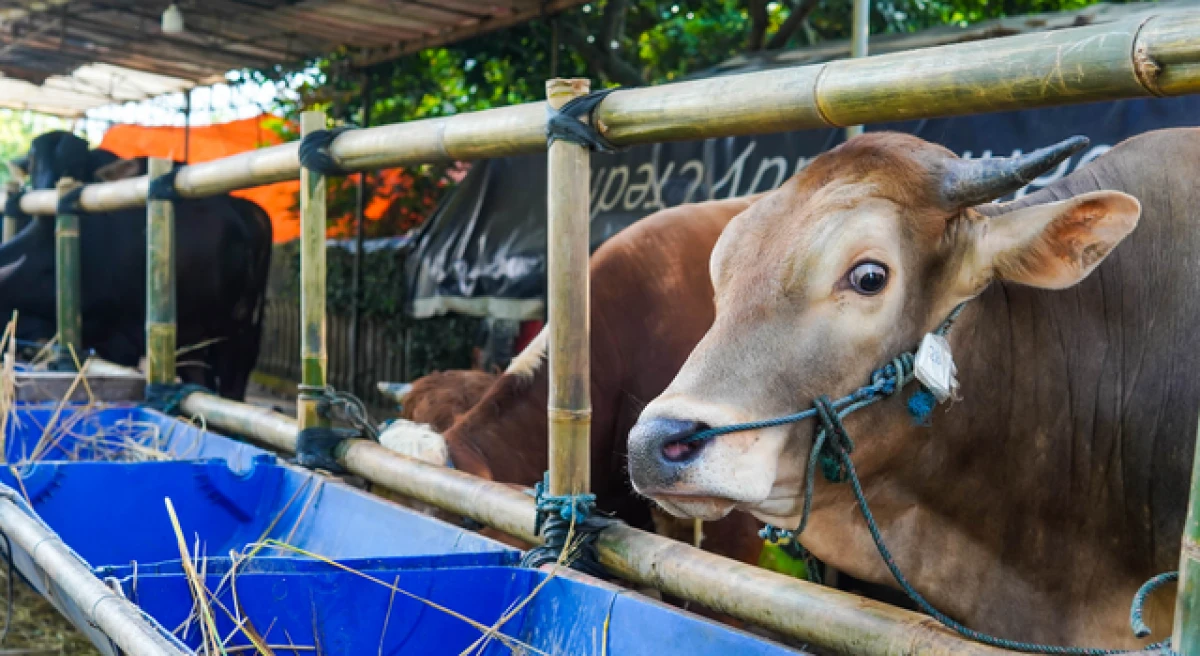 &Ccedil;anakkale&rsquo;de şap hastalığı alarmı: O il&ccedil;enin hayvan pazarı kapatıldı!