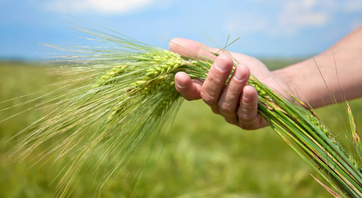 &Ccedil;anakkale&rsquo;de &uuml;reticilerin hesaplarına destek &ouml;demeleri yatırıldı