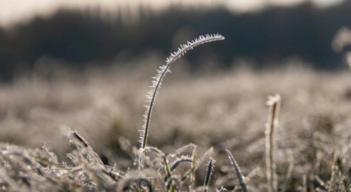 &Ccedil;anakkale&rsquo;ye zirai don uyarısı!