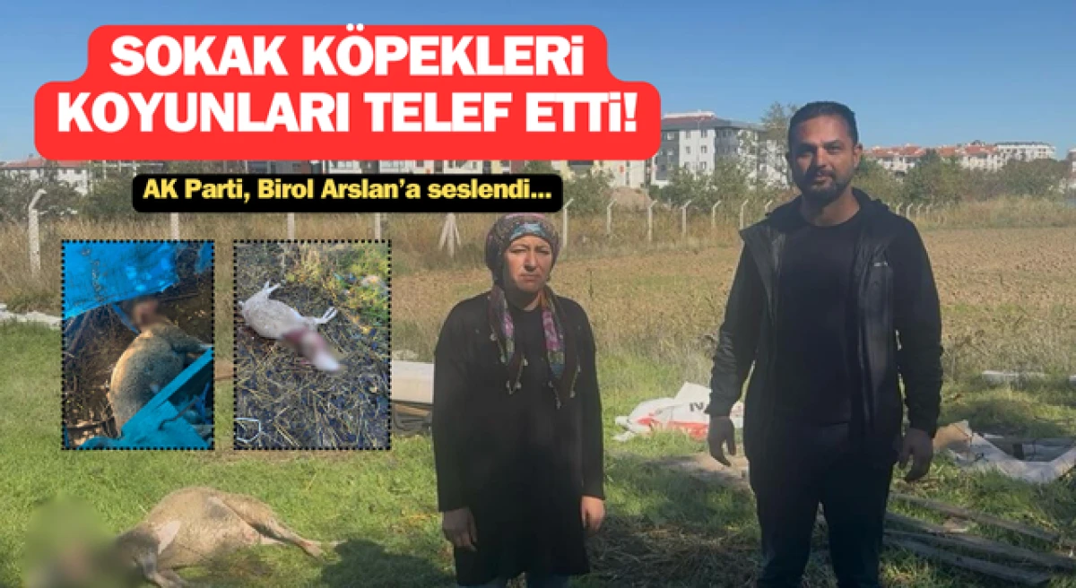 Kepez’de sokak köpekleri, koyunları telef etti: AK Parti, Birol Arslan’a seslendi!