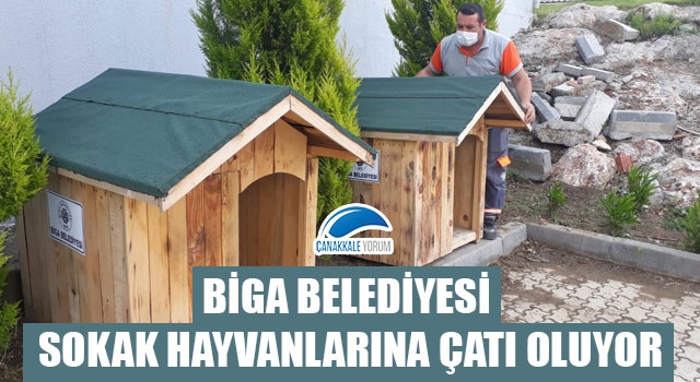 Biga Belediyesi sokak hayvanlarına çatı oluyor