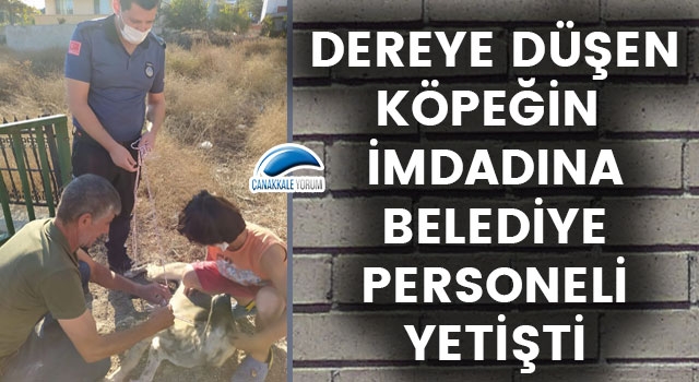 Ayvacık’ta dereye düşen köpeğin imdadına belediye personeli yetişti