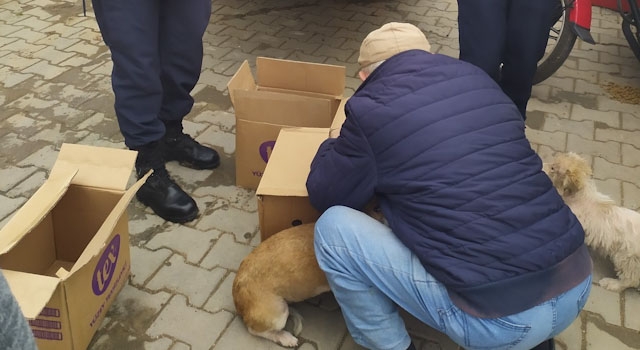 Uyuz olan sokak köpekleri kurtarıldı