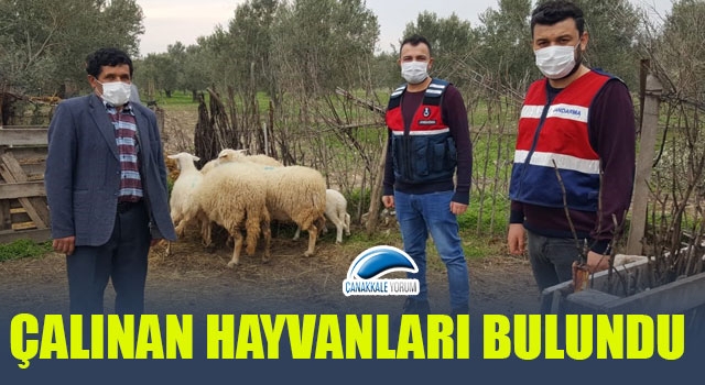 Çalınan hayvanları bulundu