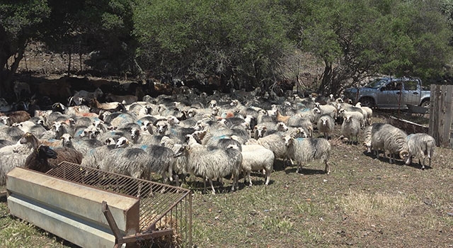 Koyun Keçi Dünyası, Gökçeada ile sahaya iniyor