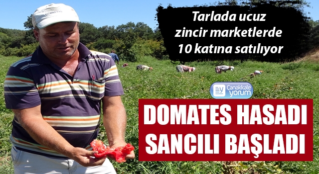 Çanakkale’de domates hasadı sancılı başladı: Tarlada ucuz, zincir marketlerde 10 katına satılıyor