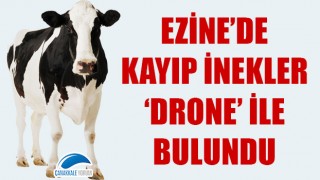 Ezine'de kayıp inekler 'drone' ile bulundu