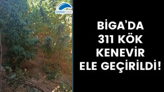 Biga’da 311 kök kenevir ele geçirildi!