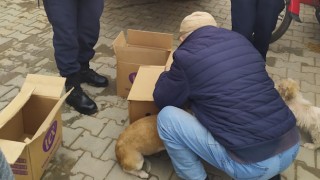 Uyuz olan sokak köpekleri kurtarıldı