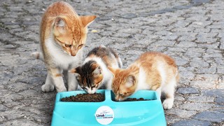 Limak’tan yaz sıcaklarında sokak hayvanlarına destek