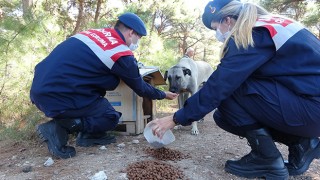 Dünya Hayvanları Koruma Günü'nde sokak köpeklerini beslediler