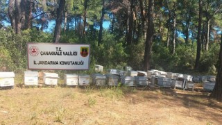 Ezine’de arı kovanı hırsızı yakalandı!  - Çanakkale Yorum