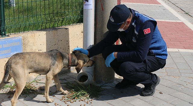 Bayramiç Belediyesi, sokak hayvanlarını unutmadı