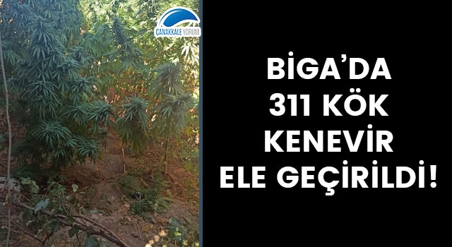 Biga’da 311 kök kenevir ele geçirildi!