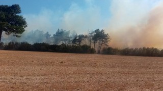 Bayramiç'te arazi yangını